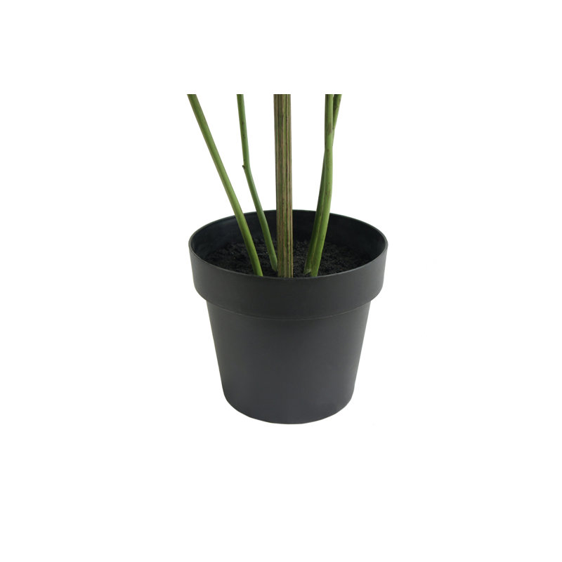 TREE MONSTERA GROWER 5FT