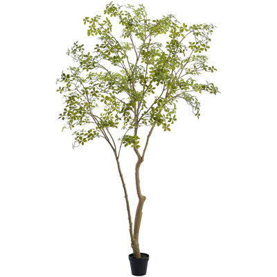 114" Enkianthus Tree in Plastic Pot Green