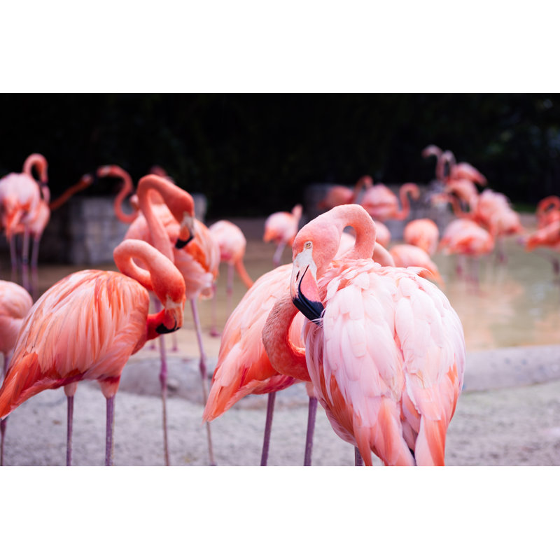 Flamant rose par Nosystem Images, H 8 po x l 12 po