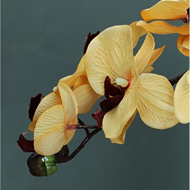 Orchidée papillon
