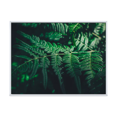 Feuille de fougère vert foncé sur fond noir VI - reproduction sur toile