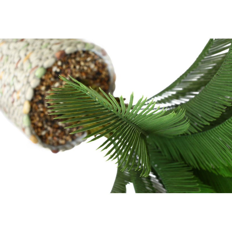 Palmier Cycas Panama