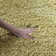 Schaeffer Solid Colour Hand Woven Area Rug