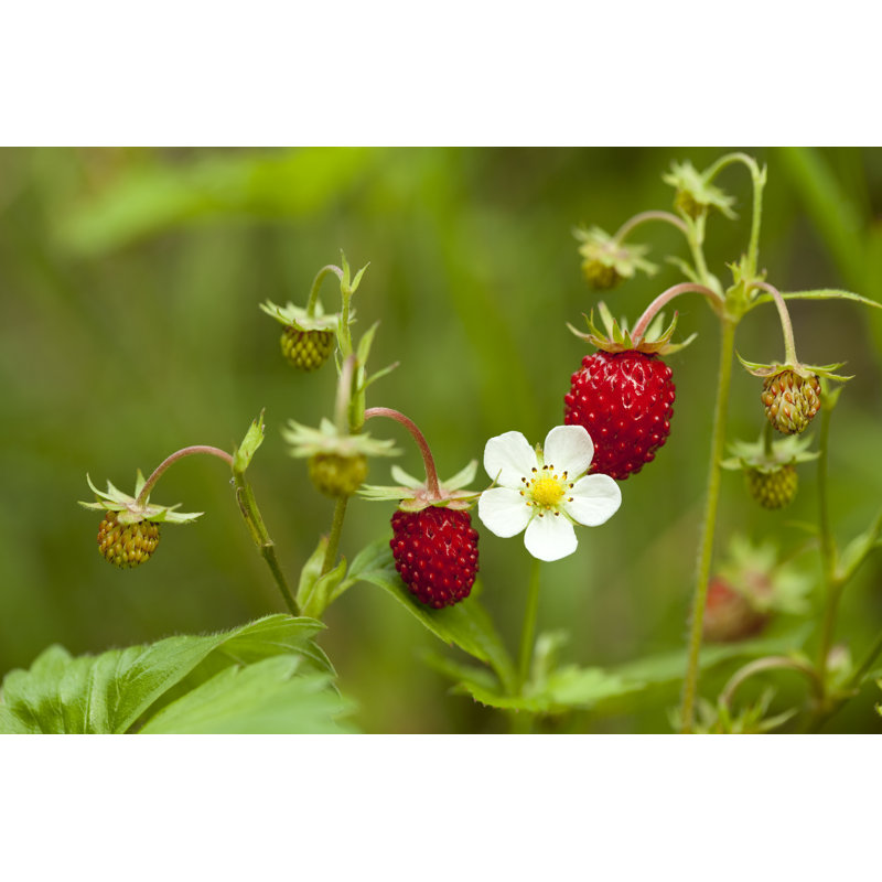 Wild Strawberry - Photographie sur toile tendue, H 8 po x l 12 po x P 1,25 po