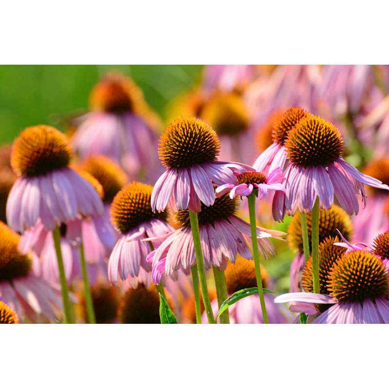 Mauve coneflower - Photographie sur toile tendue, L 12 po x H 8 po