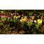Éclairage solaire de jardin Hoxsie, dernières lumières de fleurs et de papillons qui se balancent, cadeau pour la fête des Mères (ensemble de 2)-1151747116