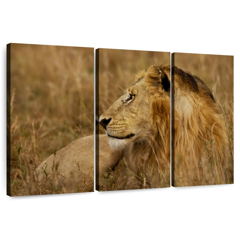 Brampt lion au repos dans le Serengeti, H 32 po x l 50 po