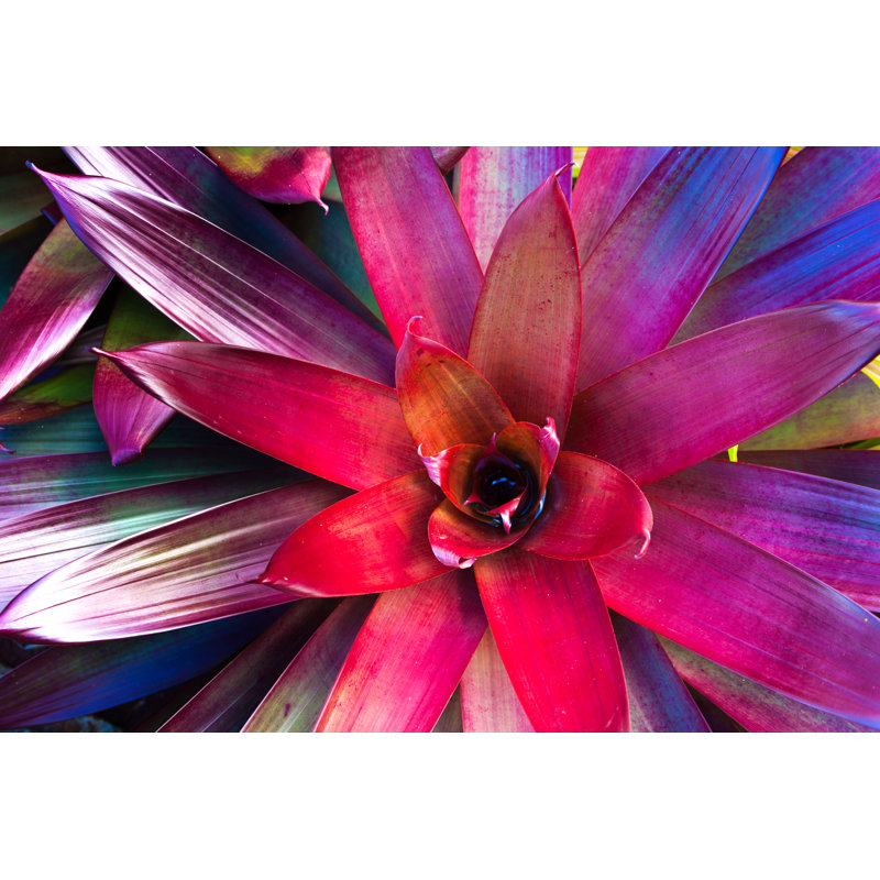 Red Bromeliad Plant - Wrapped Canvas Print, 61cm H x 91cm W x 3.8cm D