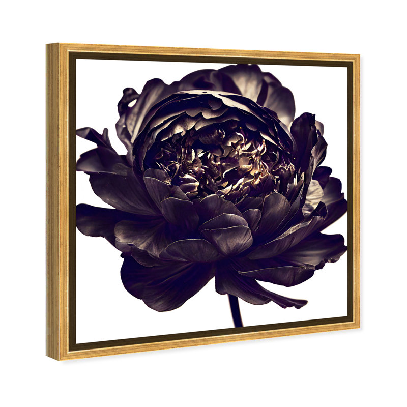 Pivoine noire - Impression sur toile, Encadrement doré, H 31,5 po x l 31,5 po