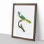 Peruvian Jay Bird by Jacques Barraband - Picture Frame Painting Print-55582979-55582977