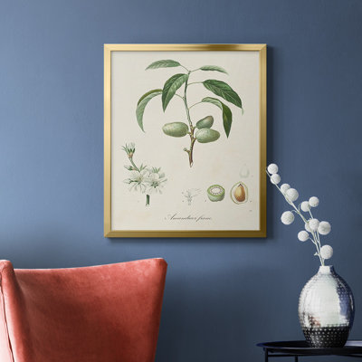 Antique Almond Botanical I Premium Framed Canvas - Ready to Hang