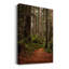 Forest Path II - impression sur toile tendue-2066729171