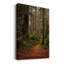 Forest Path II - impression sur toile tendue-2066729173
