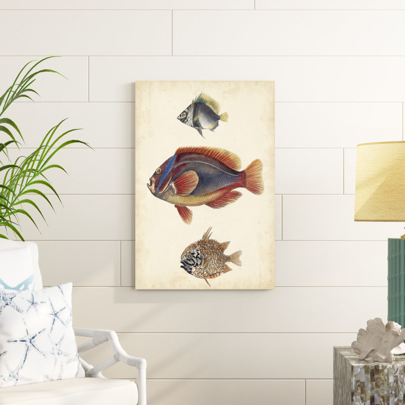 " Antique Fish Species IV " Painting Print, 36" H x 24" W