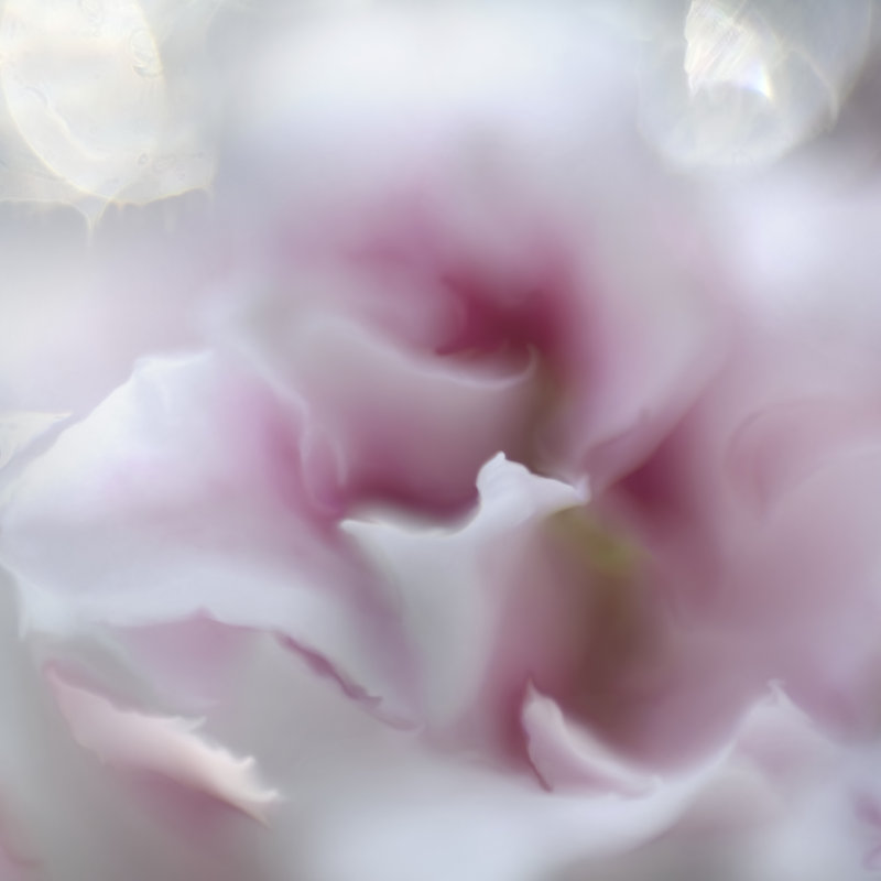 Hope In Pink III by Gillian Hunt - Wrapped Canvas Print, 91cm H x 91cm W