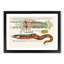 East Indies Fish & Lobster Illustrations XLV by Louis Renard - Picture Frame Painting Print-55547369-55547373