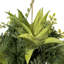 Buisson de succulente artificielle