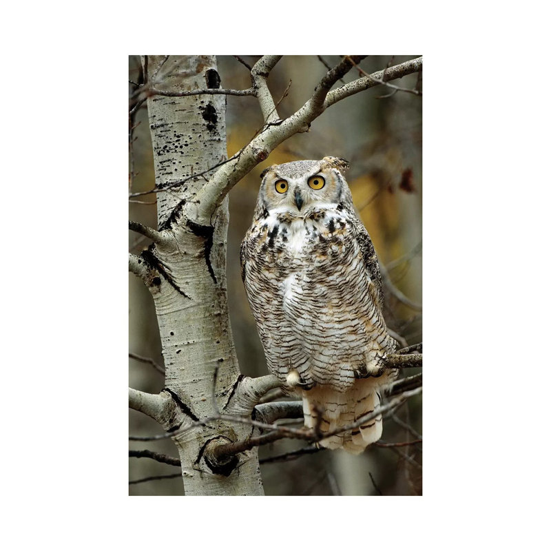 Great Horned Owl Pale Form, Perched in Tree, Alberta, Canada 1 Piece Wrapped Canvas Wall Art, 20.32 cm H x 30.48 cm W