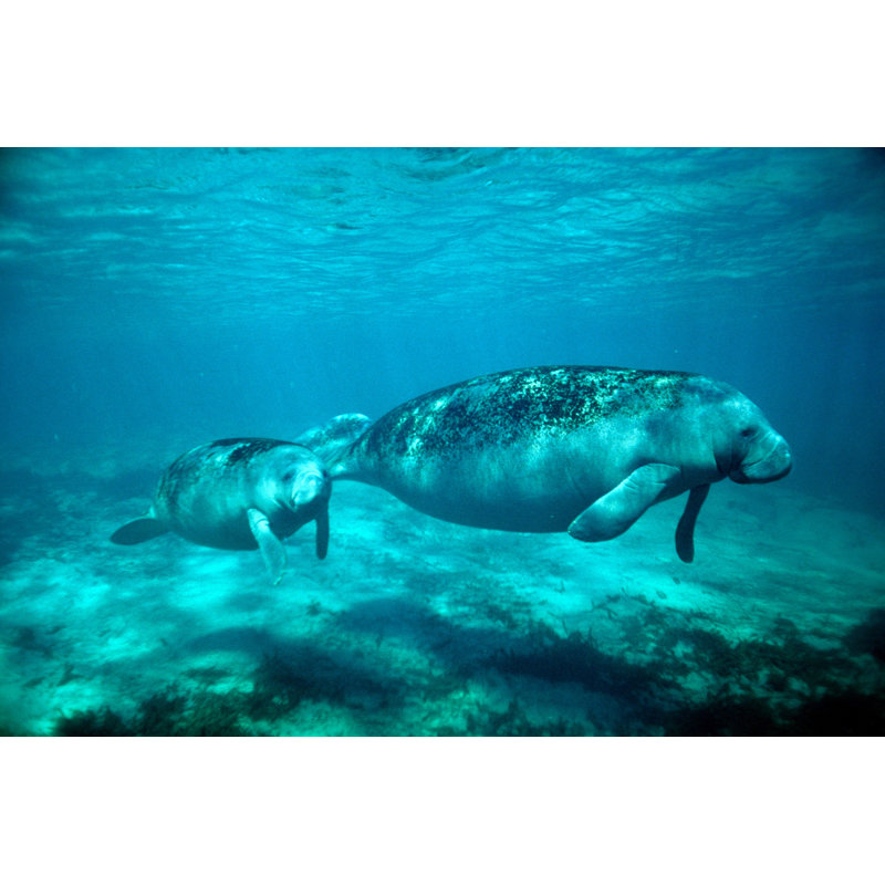 Florida Manatee par Stamm - Photographie sur toile tendue, L 12 po x H 8 po