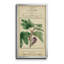 Linnaean Botany VI - Peinture sur toile encadrée-545916262-545916284