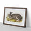 Polar Hare by J.W. Audubon - Picture Frame Painting Print-55602129-55602128