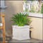 MGO PLANT