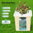 Growing Kit Bucket Drip Growing System