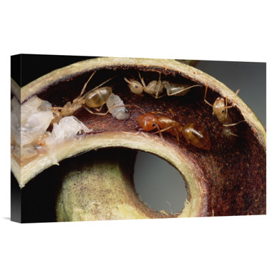 " Carpenter Ants And Pupae Nest Safely In Tendril Of Carnivorous Pitcher Plant, Borneo "