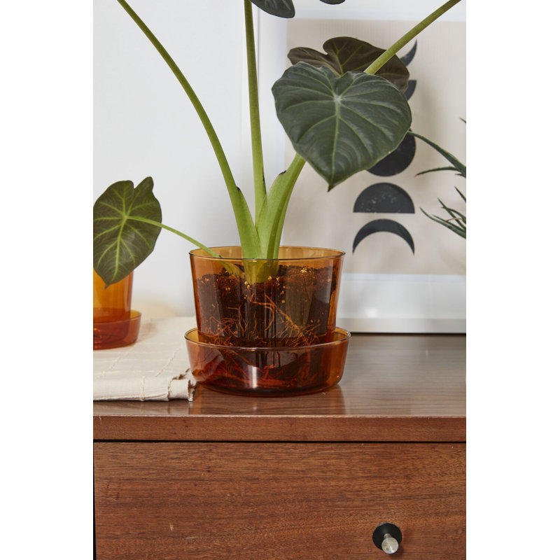 Callio Glass Pot with Saucer, 5" H x 6.25" W x 6.25" D