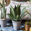Plante agave en pot