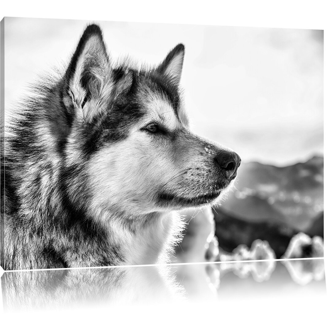 Leinwandbild Süßer Husky im Schnee in Monochrom