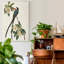 Reproduction d’art sur toile, "pl 168-46446351
