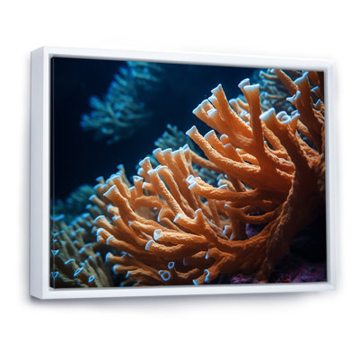 " Orange Branching Coral Reef "