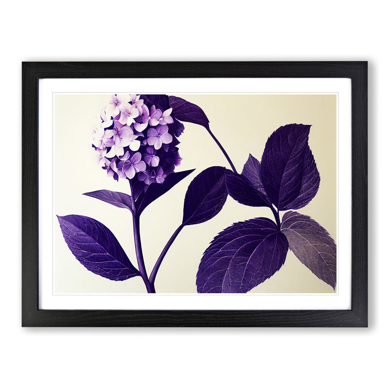 Classic Hydrangea Flowers - Framed Print, Black, 34cm H x 46cm W x 2cm D