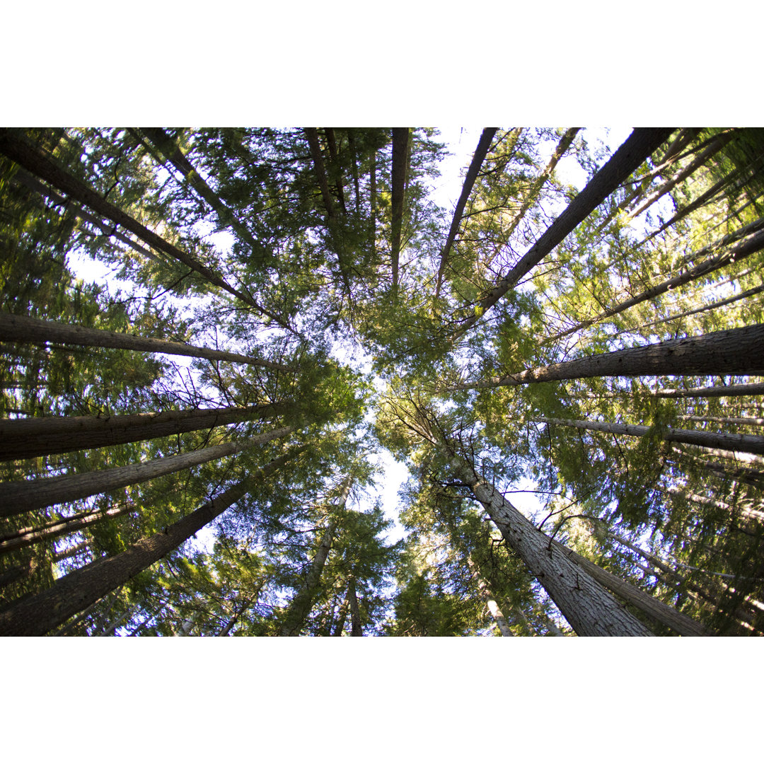 Leinwandbild Looking Up At The Forest von GibsonPictures