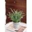 Perle succulente en pot