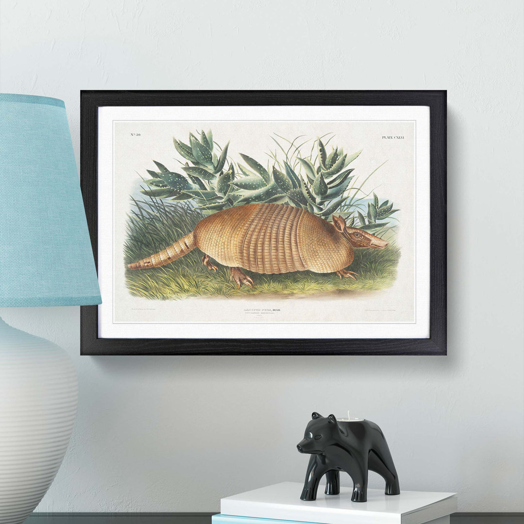 Armadillo by J.W. Audubon - Single Picture Frame Painting