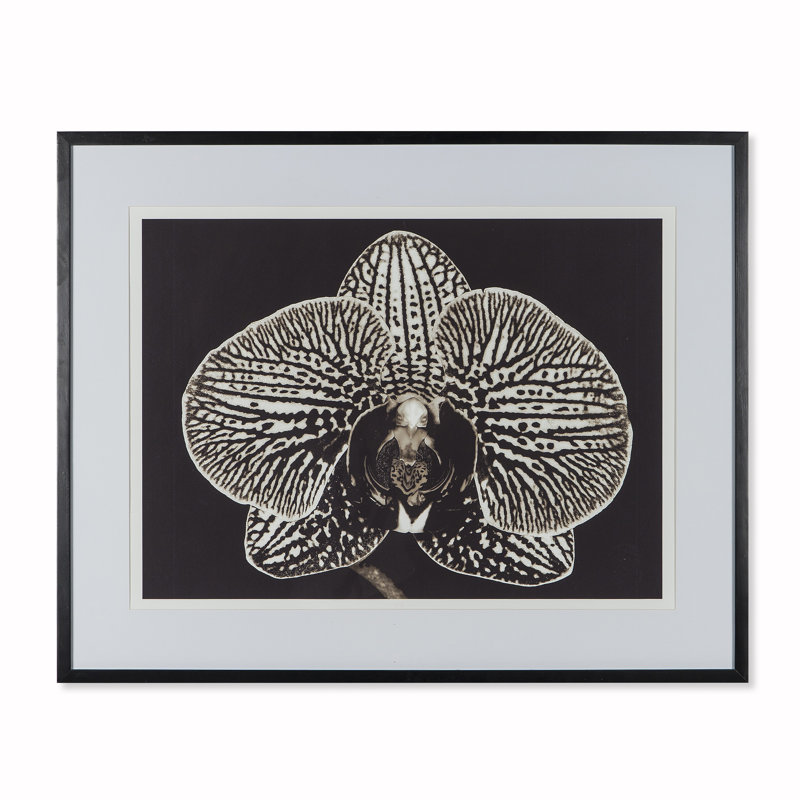 Black Orchid Print