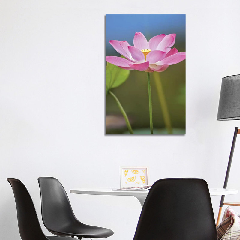Sacred Lotus Flower, Native To Asia by Tim Fitzharris - Wrapped Canvas Print, 101.6 cm H x 66.04 cm W x 1.91 cm D