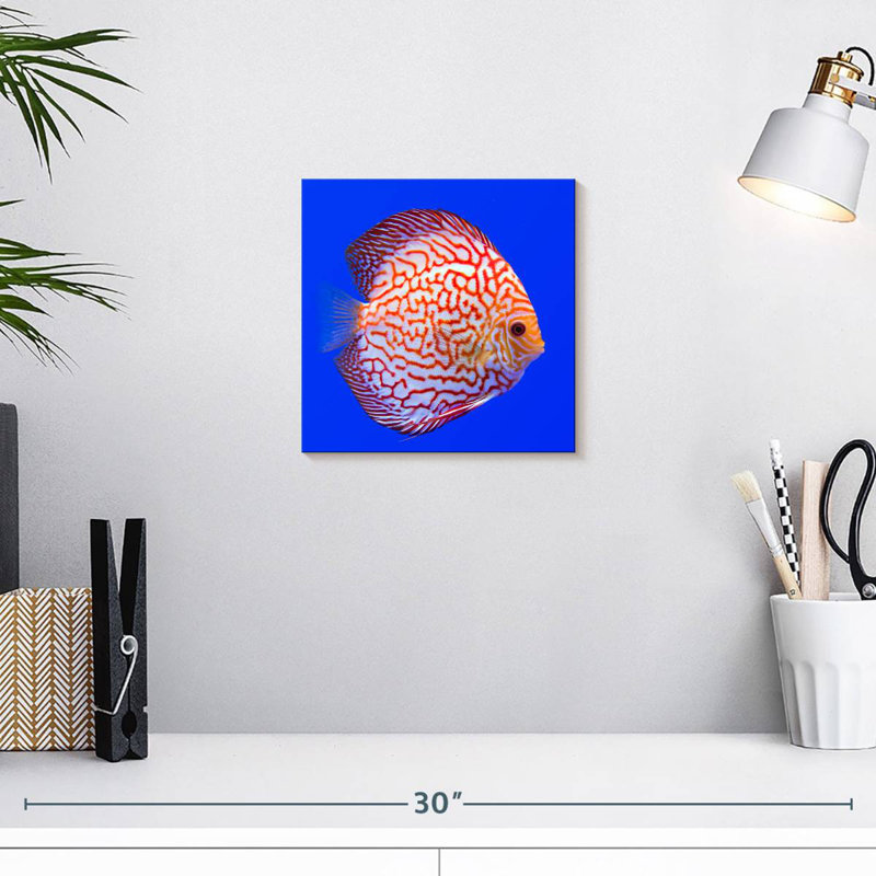 Brampt Exotic Discus Fish, 10'' H x 10'' W