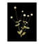 Pressed Botanical Giclees On Black Set by Sandy Whitaker-214565507-214565506