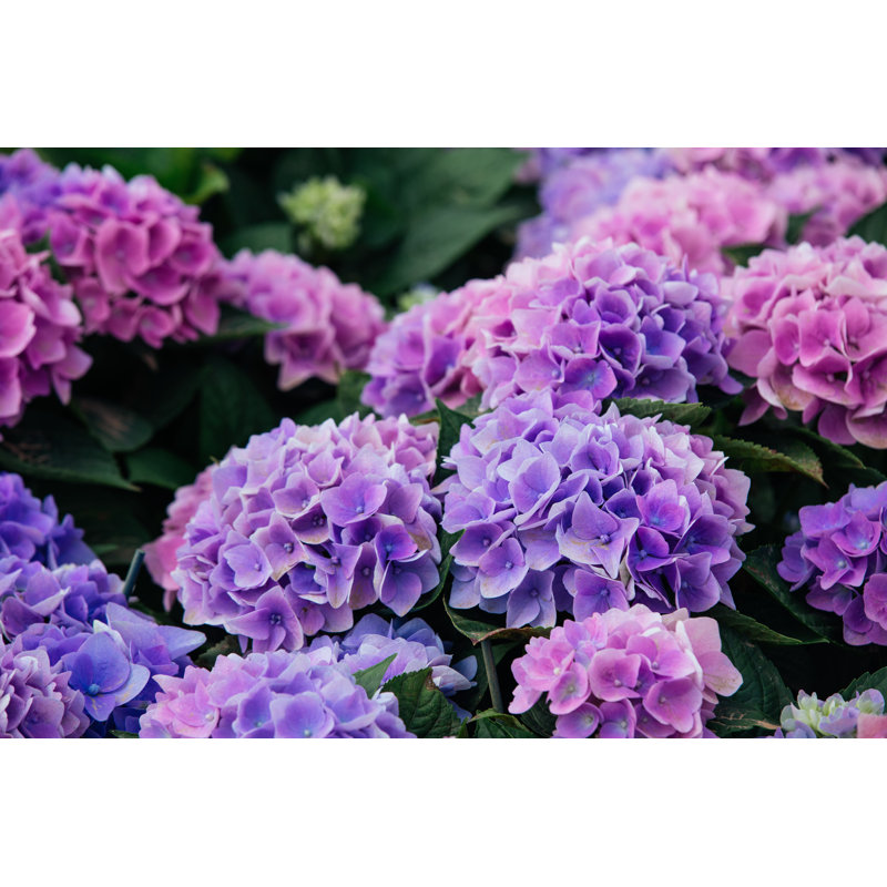 Hydrangea (Hortensia) - Wrapped Canvas Print, 30cm H x 46cm W x 3.8cm D