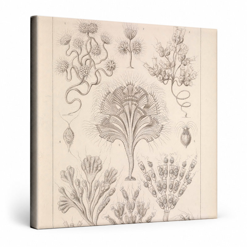 Art mural, Tafel 13 - Flagellata (1904) - art mural carré sur toile, L 12 po x H 12 po