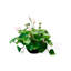 Nouveau pot de céramique lotus chinois plante verte