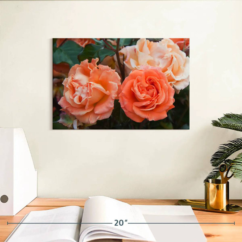 Roses hybrides orange Harnek, H 8 po x l 12 po