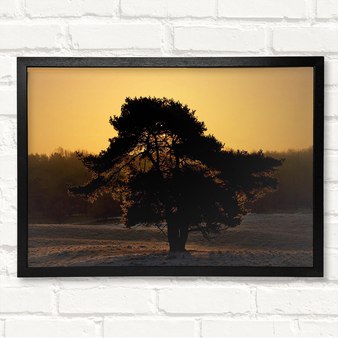 Atemberaubender alter Baum in der Abenddämmerung - Druck