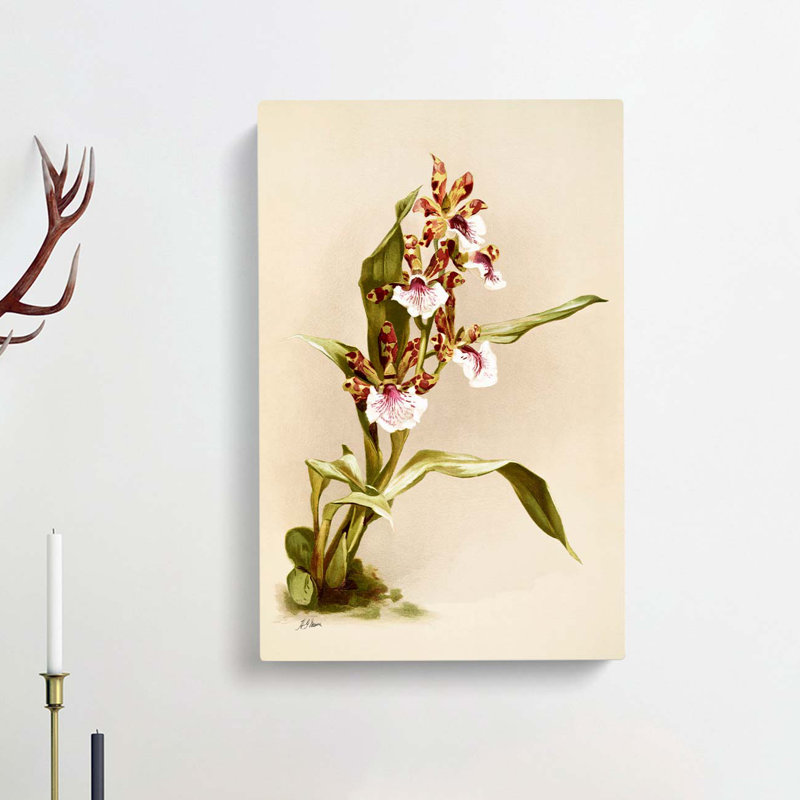Magnolia Flowers Illustration Tab. 73 by Frederick Sander - Wrapped Canvas, 60cm H x 40cm W x 3cm D