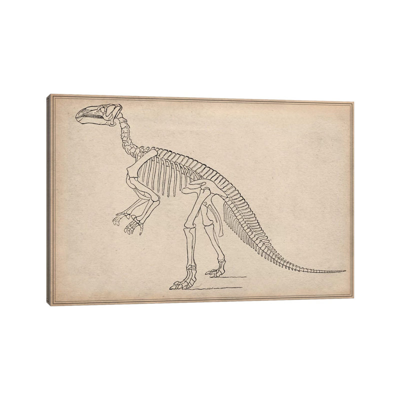 Iguanodon Skeleton Anatomy - Wrapped Canvas Print, 66.04 cm H x 45.72 cm W x 3.175 cm D