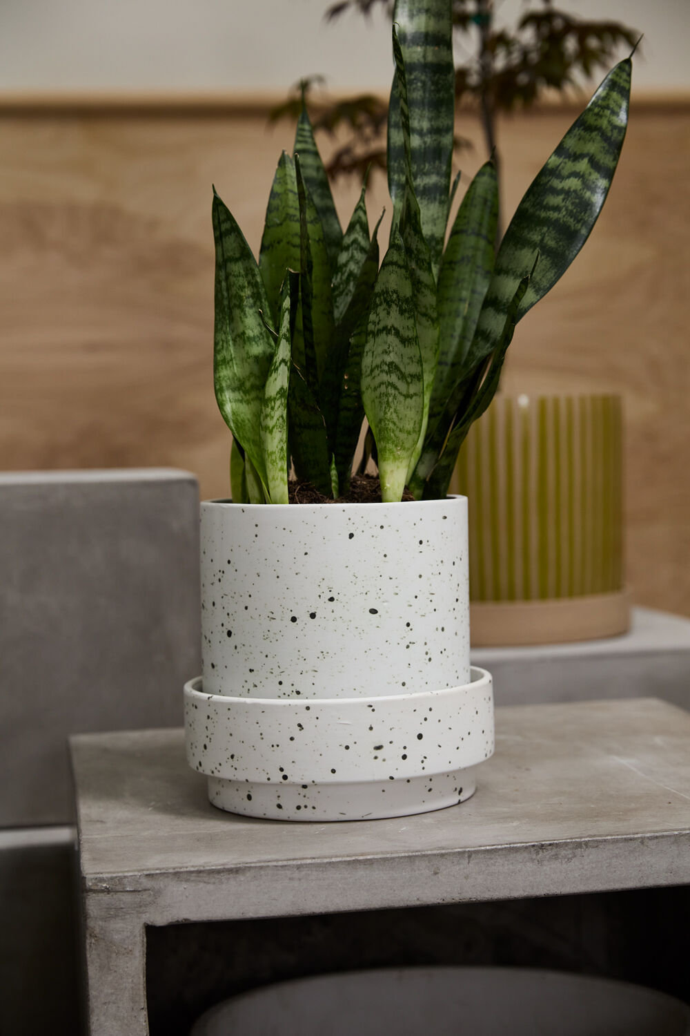 Bridgeway Pot with Saucer, 7.75" H x 8" W x 8" D