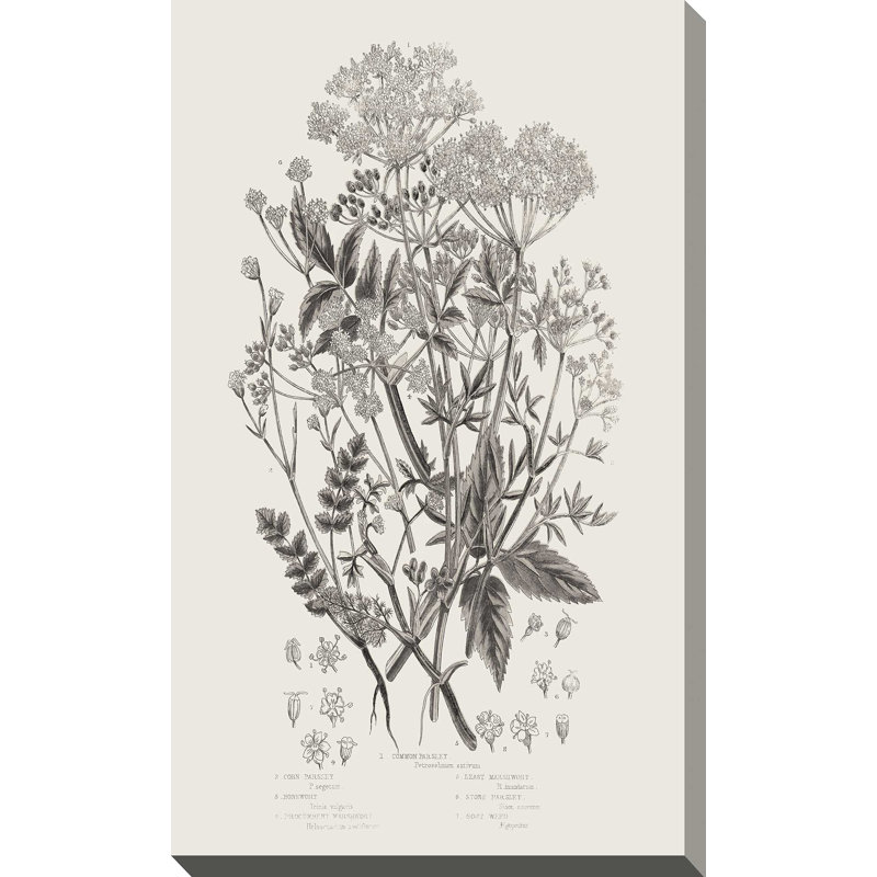 Plantes à fleurs I neutre - Peinture, L 18 po x H 30 po, Toile tendue